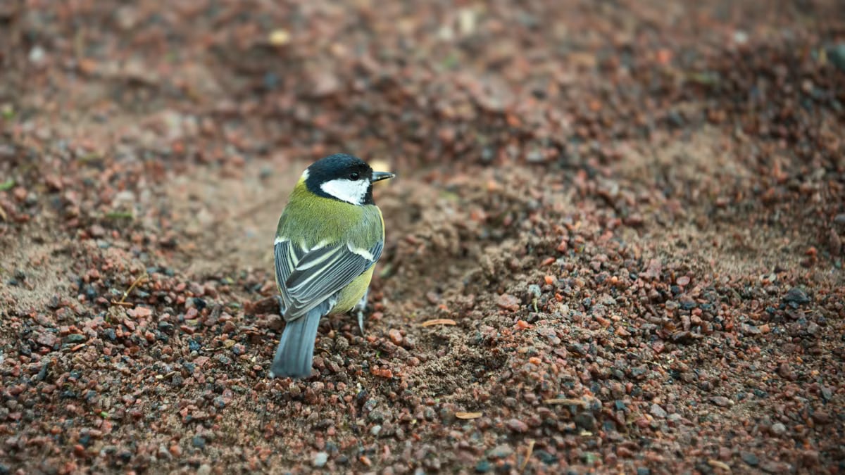 Close-up of a great tit bird on pebbly ground, showcasing natural wildlife.